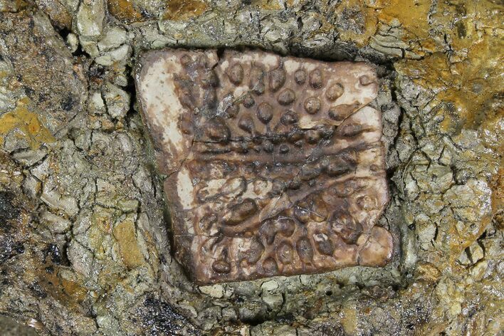 Fossil Crocodile Scute In Stone- Aguja Formation, Texas #116555